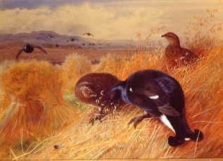 Photo of "BLACKCOCK AND GREYHEN AMONGST THE CORN, 1902" by ARCHIBALD THORBURN