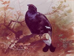 Photo of "A BLACKCOCK, 1896" by ARCHIBALD THORBURN