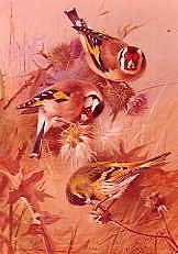 Photo of "GOLDFINCHES AND A SISKIN, 1924" by ARCHIBALD THORBURN