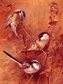 Photo of "A BLUE TIT, A MARSH TIT, AND A LONG-TAIL TIT, 1924" by ARCHIBALD THORBURN