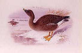 Photo of "A BEANGOOSE" by ARCHIBALD THORBURN