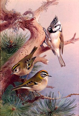 Photo of "A CRESTED TIT, A FIRECREST AND A GOLDCREST, 1924" by ARCHIBALD THORBURN