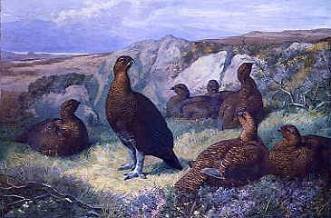 Photo of "A COVEY OF GROUSE, 1882" by ARCHIBALD THORBURN