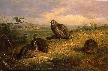 Photo of "A COVEY OF PARTRIDGES" by ARCHIBALD THORBURN