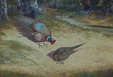 Photo of "A COCK PHEASANT AND HIS MATE IN SPRINGTIME" by ARCHIBALD THORBURN