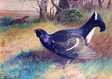 Photo of "BLACK GAME" by ARCHIBALD THORBURN