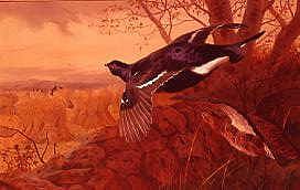 Photo of "BLACKCOCK AND GREYHEN IN FLIGHT, 1898" by ARCHIBALD THORBURN