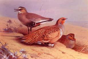 Photo of "BALAS'S SAND-GROUSE AND SOCIABLE PLOVER, 1925" by ARCHIBALD THORBURN