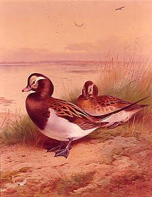 Photo of "LONG-TAILED DUCK, SUMMER, 1911" by ARCHIBALD THORBURN