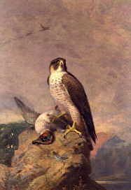 Photo of "PEREGRINE AND TEAL" by ARCHIBALD THORBURN
