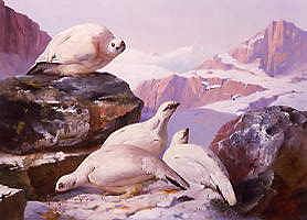 Photo of "PTARMIGAN ON THE ROCKS" by ARCHIBALD THORBURN