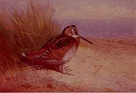 Photo of "A WOODCOCK ON THE SHORE, 1899" by ARCHIBALD THORBURN