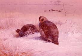 Photo of "PARTRIDGE IN SNOW" by ARCHIBALD THORBURN