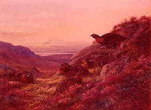 Photo of "GROUSE ON THE HILL" by ARCHIBALD THORBURN