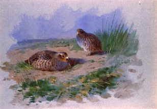 Photo of "PARTRIDGES, 1904" by ARCHIBALD THORBURN