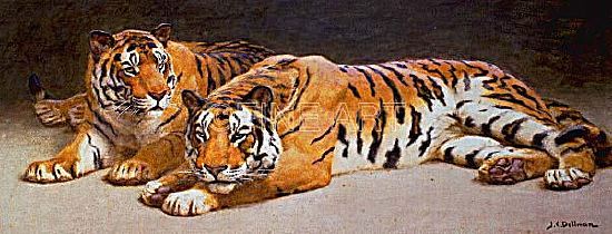 Photo of "TIGERS" by JOHN CHARLES DOLLMAN