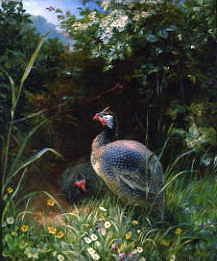 Photo of "GUINEA FOWL" by GEORGE (ACTIVE 1839-80) HICKIN