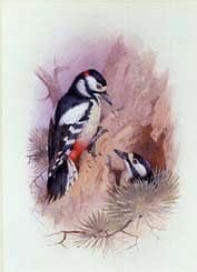 Photo of "PIED WOODPECKER" by ARCHIBALD THORBURN