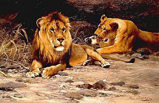 Photo of "LIONS RESTING" by WILHELM KUHNERT