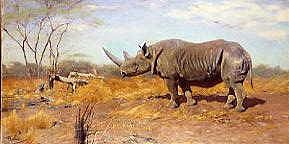 Photo of "A RHINO ON THE PROWL" by WILHELM KUHNERT
