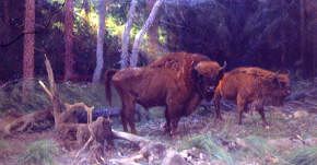 Photo of "BISON IN A FOREST" by WILHELM KUHNERT