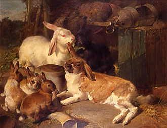 Photo of "RABBITS" by HENRY WEEKES