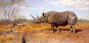 Photo of "A RHINOCEROS" by WILHELM KUHNERT