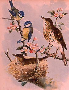 Photo of "IN THE OLD APPLE TREE" by FROM 'WITH FATHER TUCK T ANONYMOUS