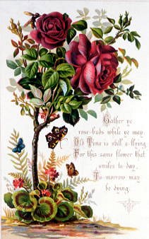 Photo of "GATHER YE ROSE BUDS WHILE YE MAY" by  ANONYMOUS