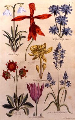 Photo of "BOTANICAL STUDY OF SNOWDROPS AND OTHER FLOWERS" by J. HILL