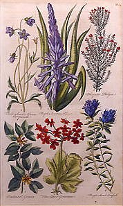 Photo of "BOTANICAL STUDY OF CAMPANULA AND OTHER FLOWERS" by J. HILL