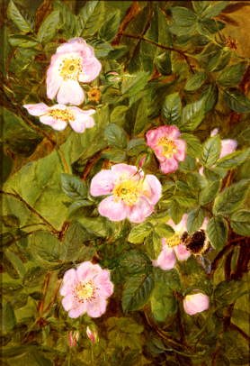 Photo of "WILD ROSES" by MARIA DOROTHEA KRABBE