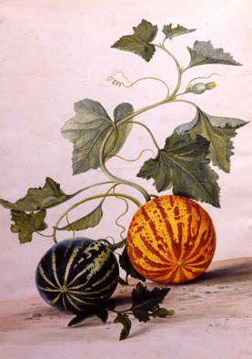 Photo of "A STUDY OF GOURDS" by PIETER WITHOOS