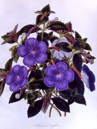 Photo of "ACHIMENES LONGIFLORA" by  MISS DRAKE