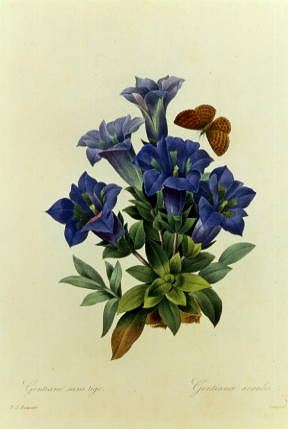 Photo of "GENTIANAE ACAULIS" by PIERRE JOSEPH REDOUTE