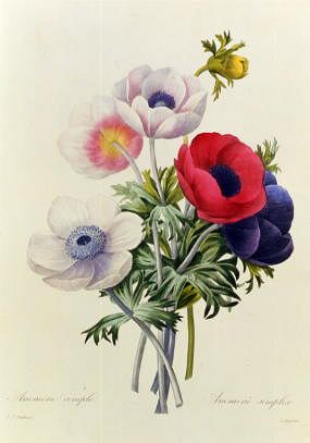 Photo of "ANEMONE SIMPLEX" by PIERRE JOSEPH REDOUTE