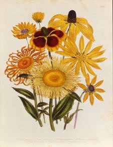 Photo of "TELEKA SPECIOSA, INULA GLANDIOSA, SILPHIUM TRIFOLIATUM, ETC." by JANE WEBB (FROM 'THE LAD LOUDON