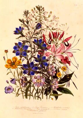Photo of "LINUM BERENDIERI, CLEOME SPINOSA, MALESHERBIA LIN. ETC" by JANE WEBB (FROM 'THE LAD LOUDON