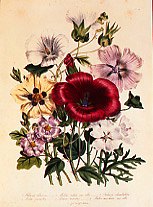 Photo of "HIBISCUS AFRICANUS, MALOPE TRIFIDA, LAVATERA TRIMESTRA" by JANE WEBB (FROM 'THE LAD LOUDON