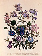 Photo of "EUTOCA WRANGELIANA, NEMOPHILA AURITA" by JANE WEBB (FROM 'THE LAD LOUDON