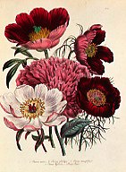 Photo of "PAEONIA EDULIS FROM 'THE LADIES' FLOWER GARDEN'" by JANE WEBB LOUDON