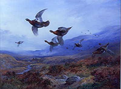 Photo of "GROUSE TAKING FLIGHT" by ARCHIBALD THORBURN