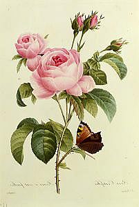 Photo of "ROSA CENTIFOLIA" by PIERRE-JOSEPH REDOUTE