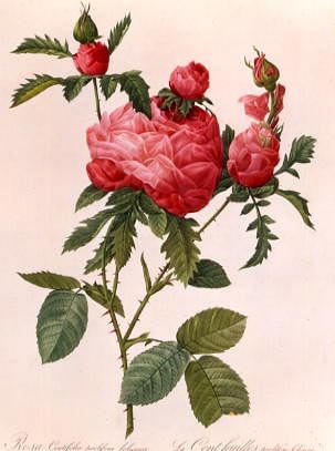 Photo of "ROSA CENTIFOLIA PROLIFERA FOLIACEA" by PIERRE-JOSEPH REDOUTE