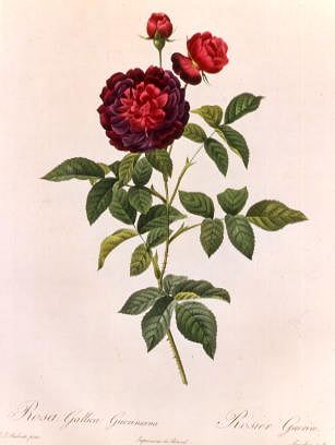 Photo of "ROSA GALLICA GUERINIANA" by PIERRE-JOSEPH REDOUTE