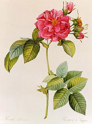 Photo of "ROSA TURBINATA" by PIERRE-JOSEPH REDOUTE