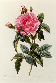 Photo of "ROSA GALLICA REGALIS" by PIERRE-JOSEPH REDOUTE