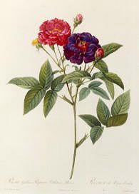 Photo of "ROSA GALLICA PURPUREA VELUTINA PARVA" by PIERRE-JOSEPH REDOUTE