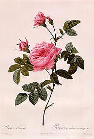 Photo of "ROSA INERMIS" by PIERRE-JOSEPH REDOUTE