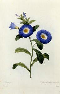 Photo of "CONVULVULUS TRICOLOR" by PIERRE-JOSEPH REDOUTE